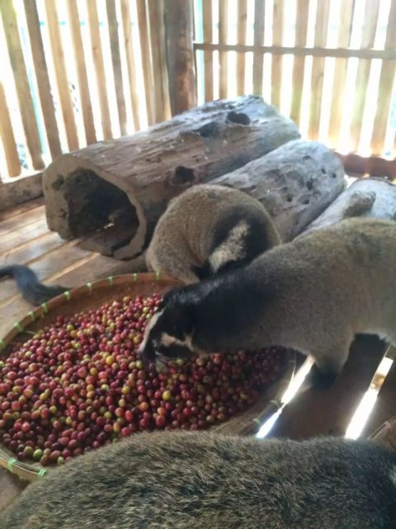 麝香猫咖啡