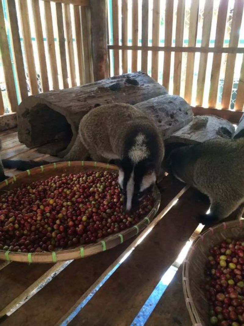 麝香猫咖啡