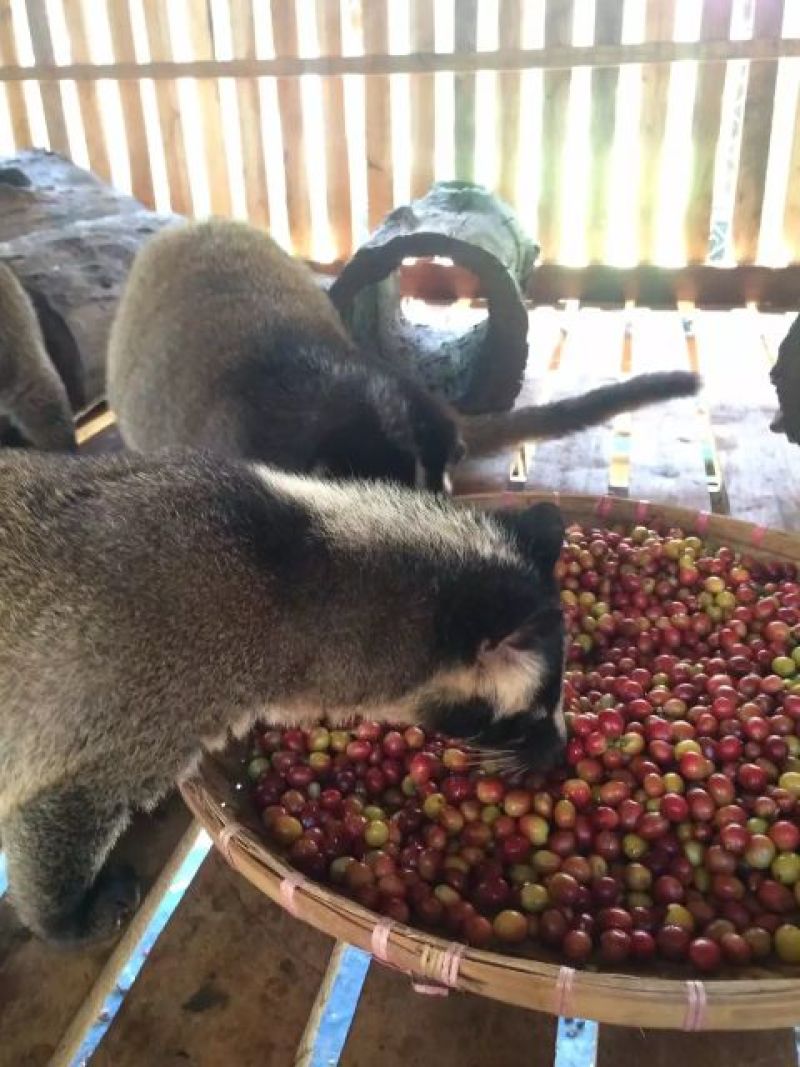 麝香猫咖啡