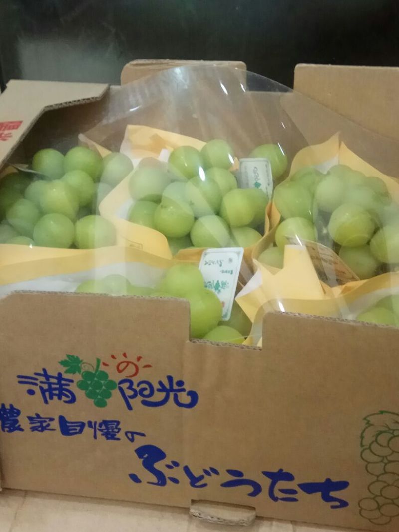阳光玫瑰葡萄苗1年30~50cm