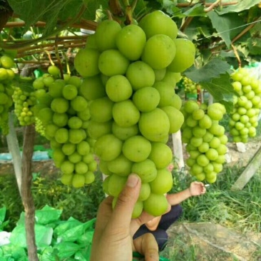 阳光玫瑰葡萄苗1年30~50cm