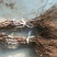 阳光玫瑰葡萄苗1年30~50cm