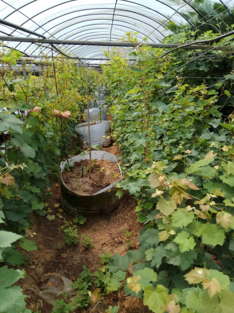 克伦生葡萄苗1年30~50cm