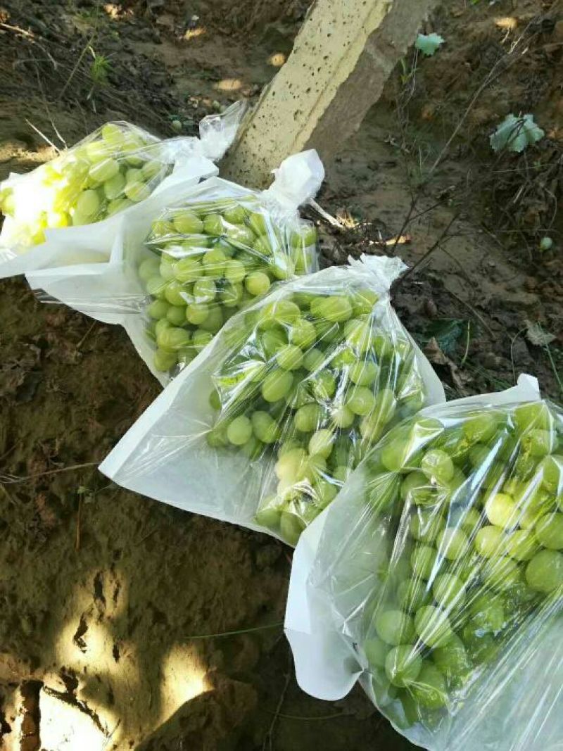 河北怀涿两县精品马奶葡萄，已经大量上市，串大，甜度好！