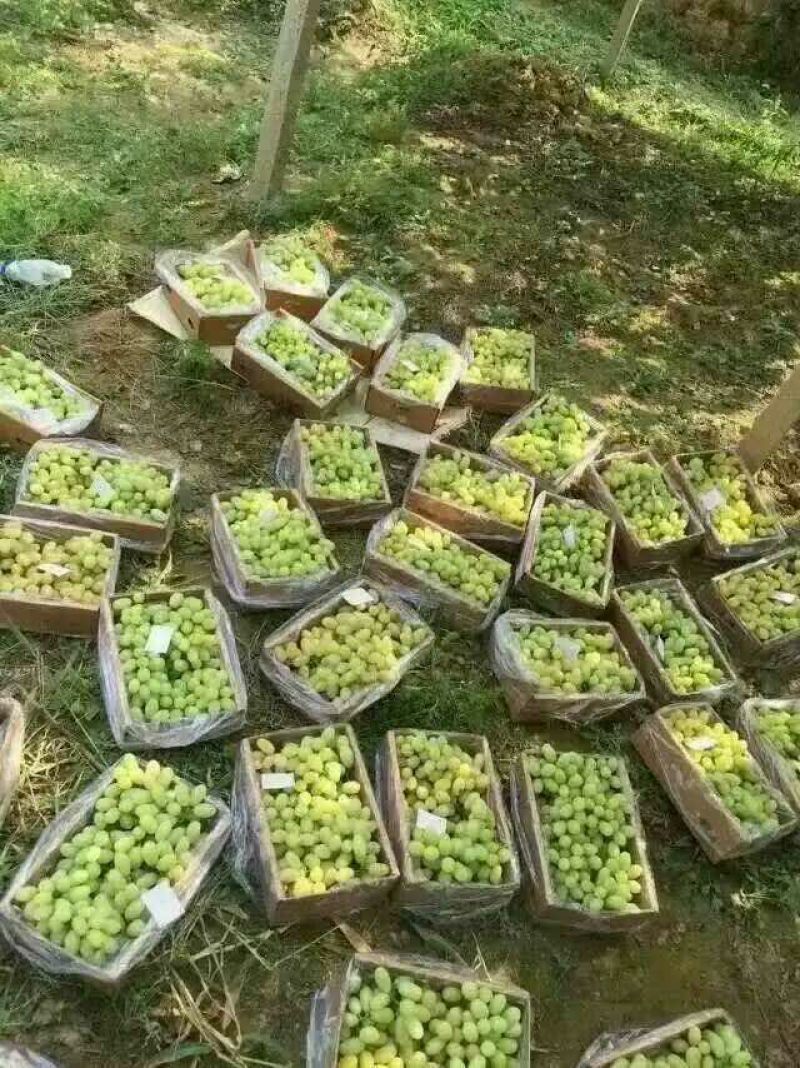 河北怀涿两县精品马奶葡萄，已经大量上市，串大，甜度好！