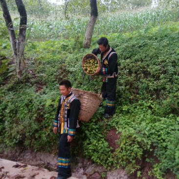 青皮核桃30mm以上青皮湿