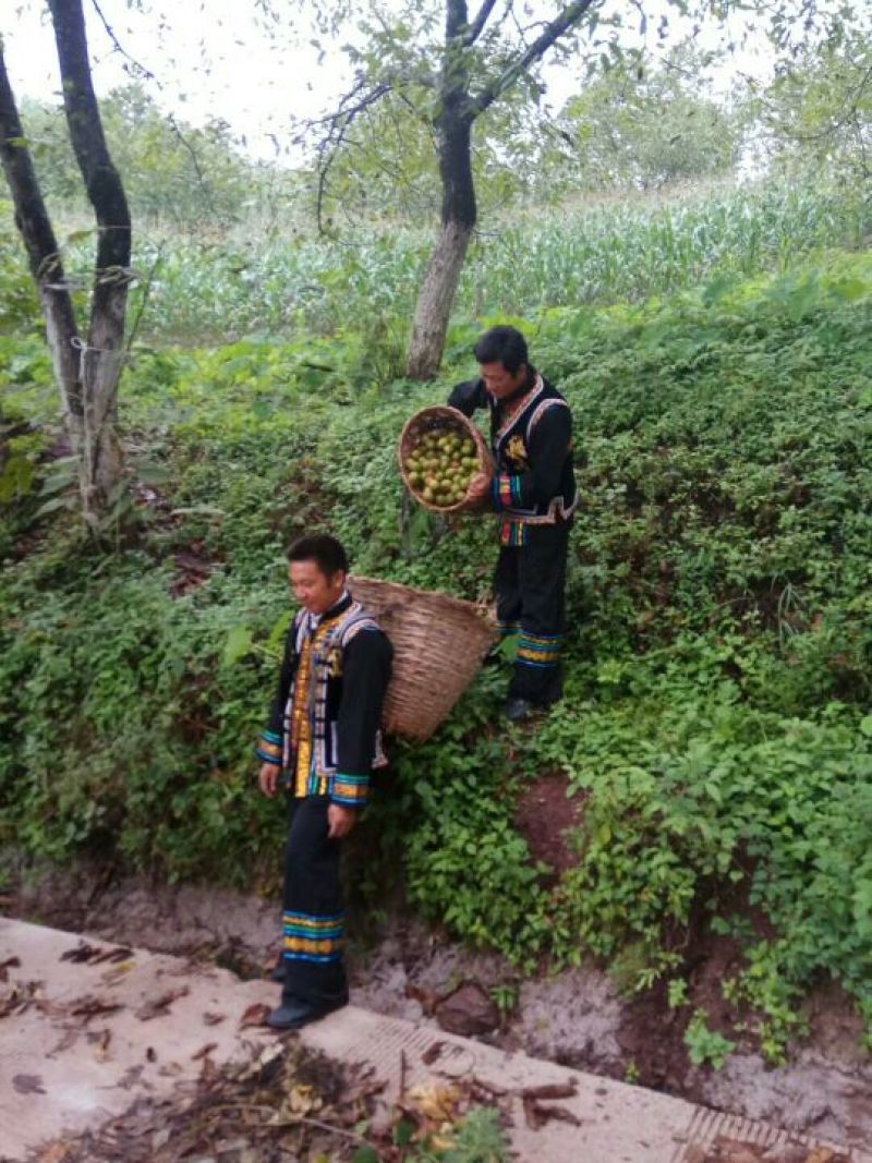 青皮核桃30mm以上青皮湿