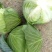 铁头圆白菜精品2~3公斤