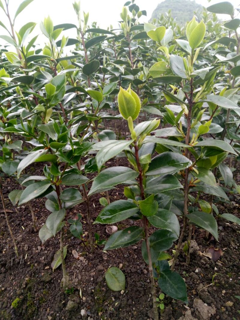 广西茶花苗红露贞赤丹占地茶花10~20cm高包邮