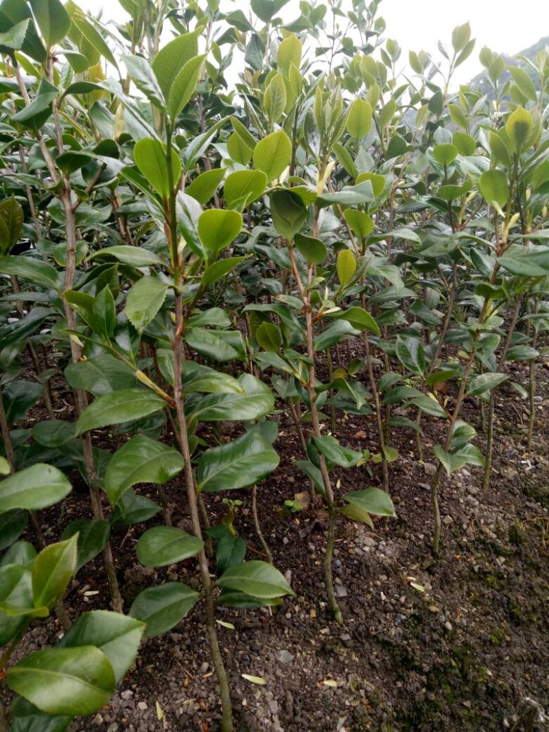 广西茶花苗红露贞赤丹占地茶花10~20cm高包邮