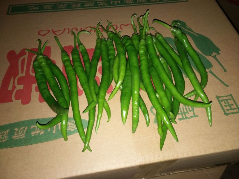 线椒15~20厘米青中辣