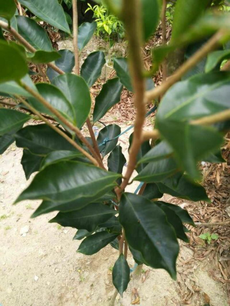 沉香绿奇楠木81~110cm
