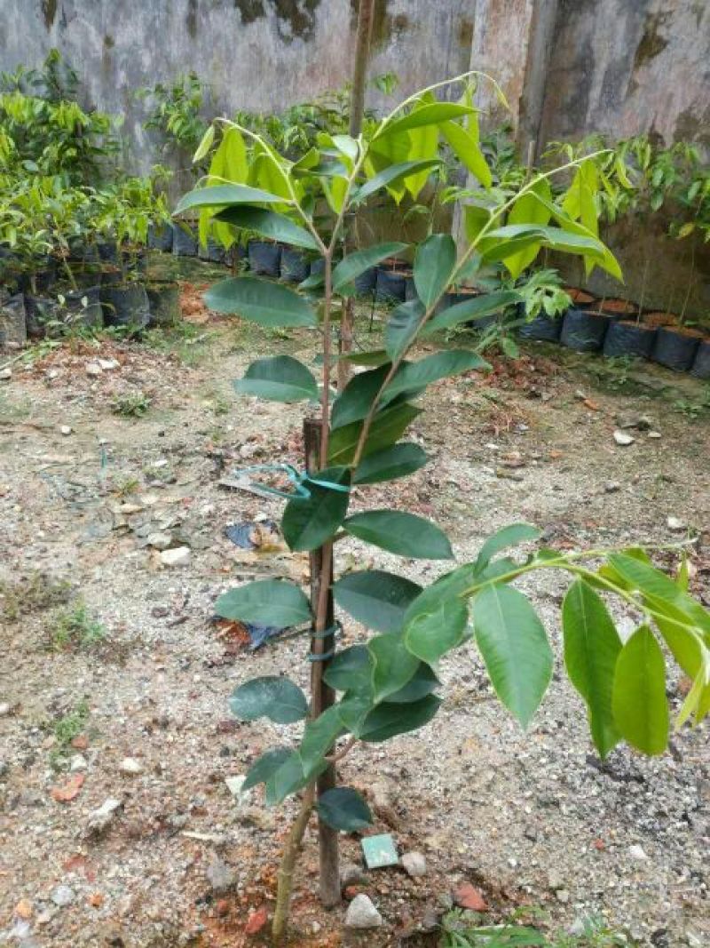 沉香绿奇楠木81~110cm