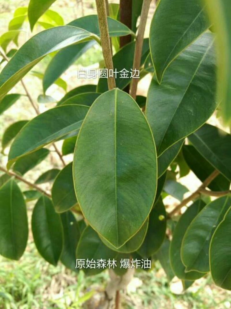 沉香绿奇楠木81~110cm