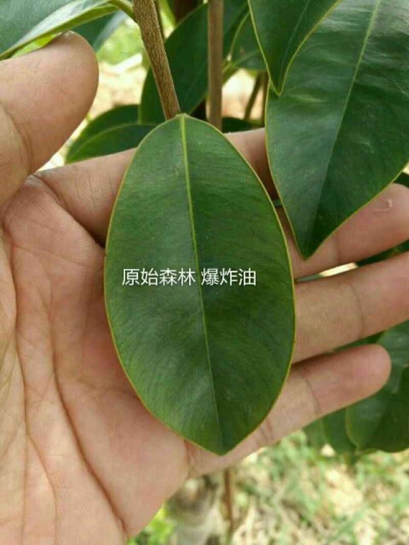 沉香绿奇楠木81~110cm