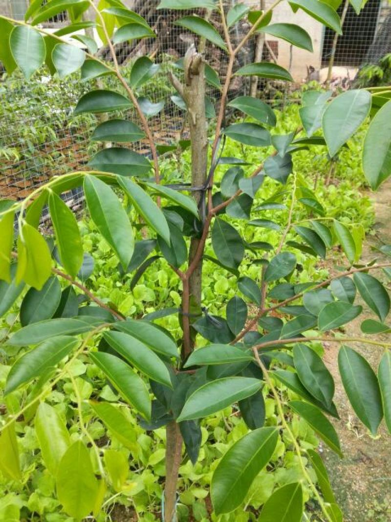 沉香绿奇楠木81~110cm
