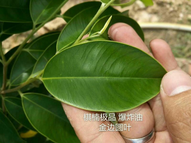 沉香绿奇楠木81~110cm