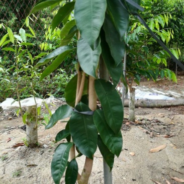 沉香绿奇楠木81~110cm