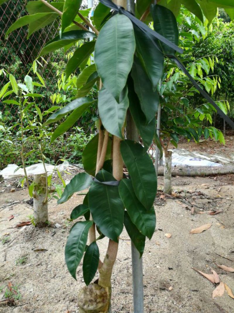 沉香绿奇楠木81~110cm