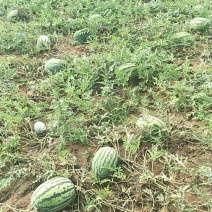 金城5号西瓜8斤打底8成熟1茬