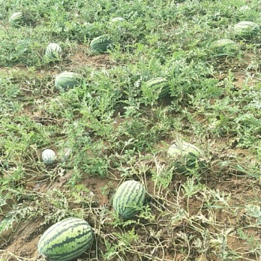 金城5号西瓜8斤打底8成熟1茬