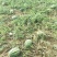 金城5号西瓜8斤打底8成熟1茬