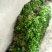 万亩芹菜苗大量上市，直销直发，根系发达易活