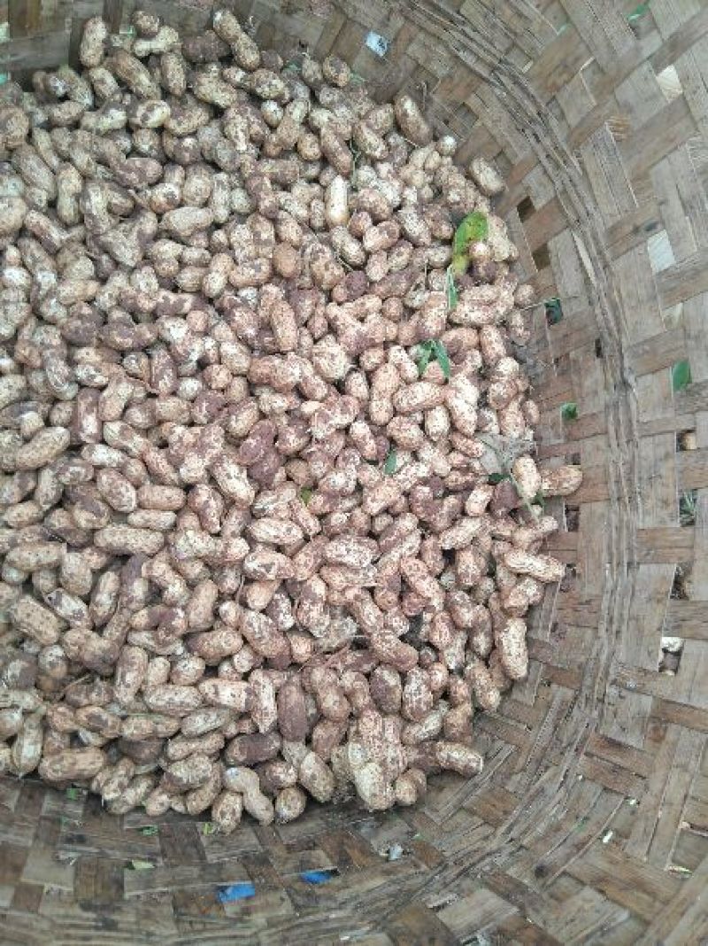 花十一号带壳花生、可做种子，纯手工精选可做种子