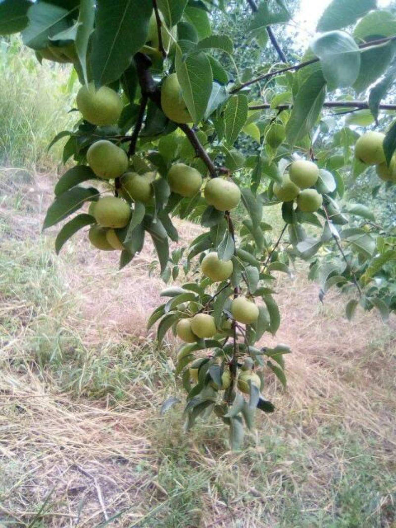 苹果梨200~250g光果