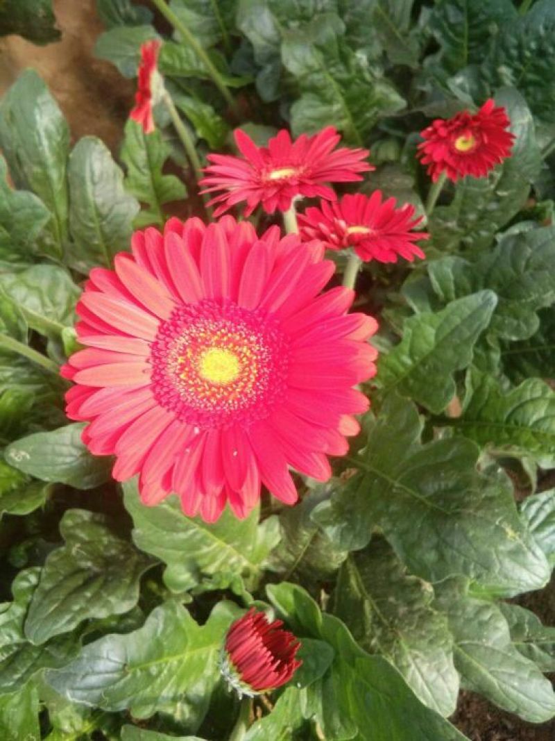 扶郎花