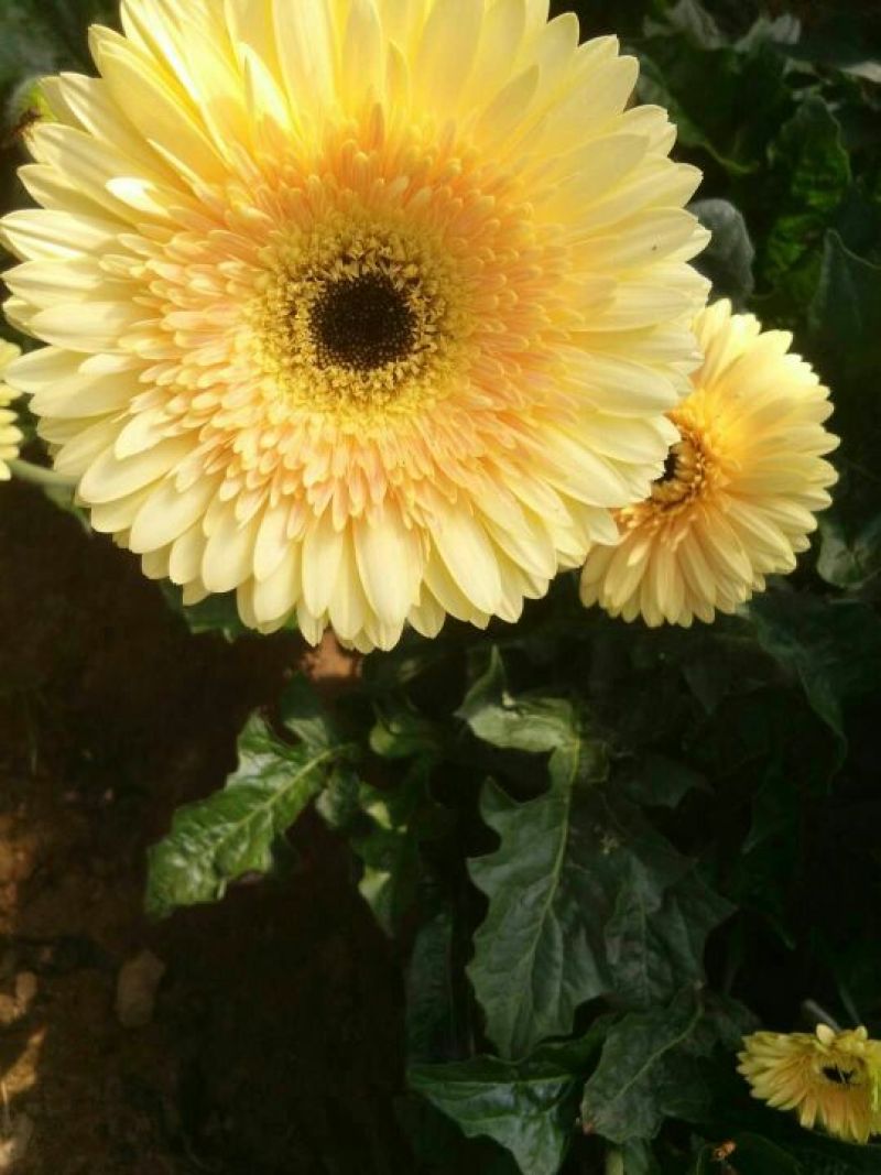 扶郎花