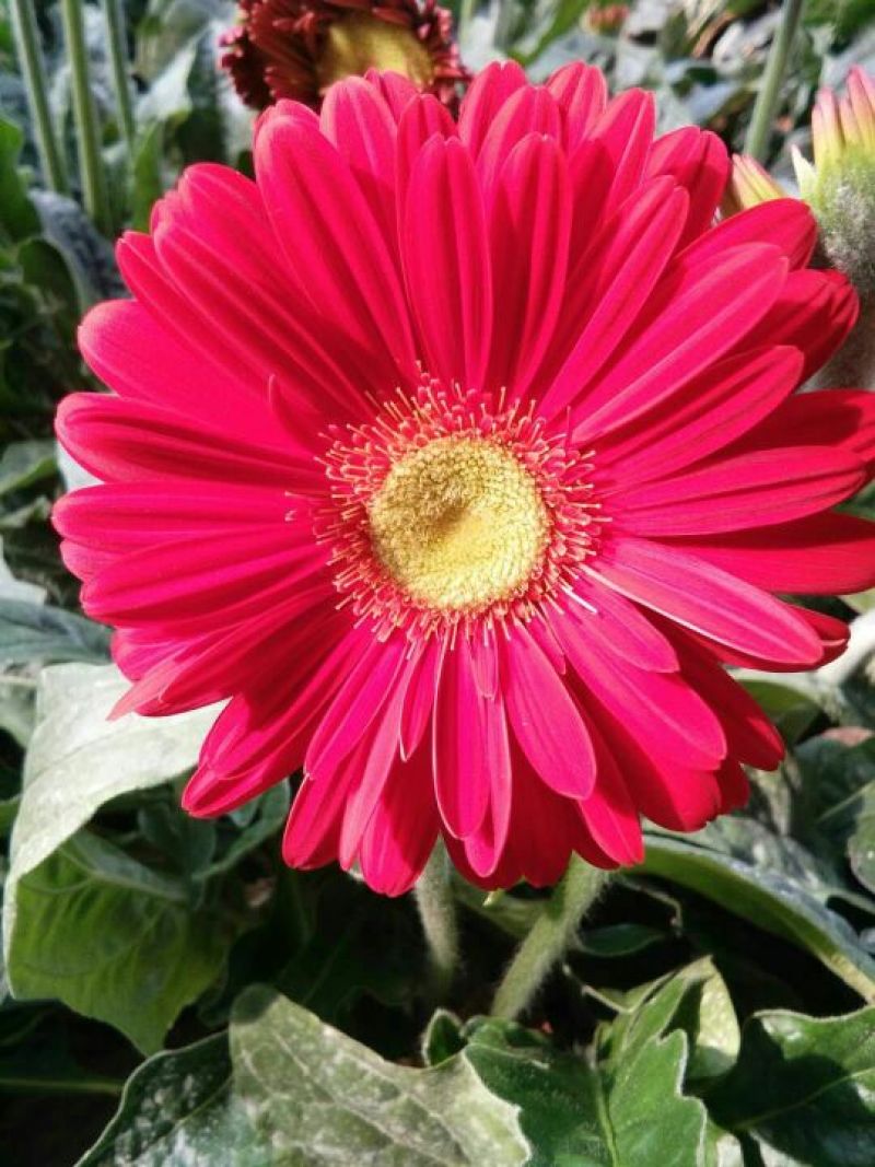 扶郎花