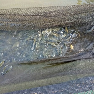 荷元鲤2两食用