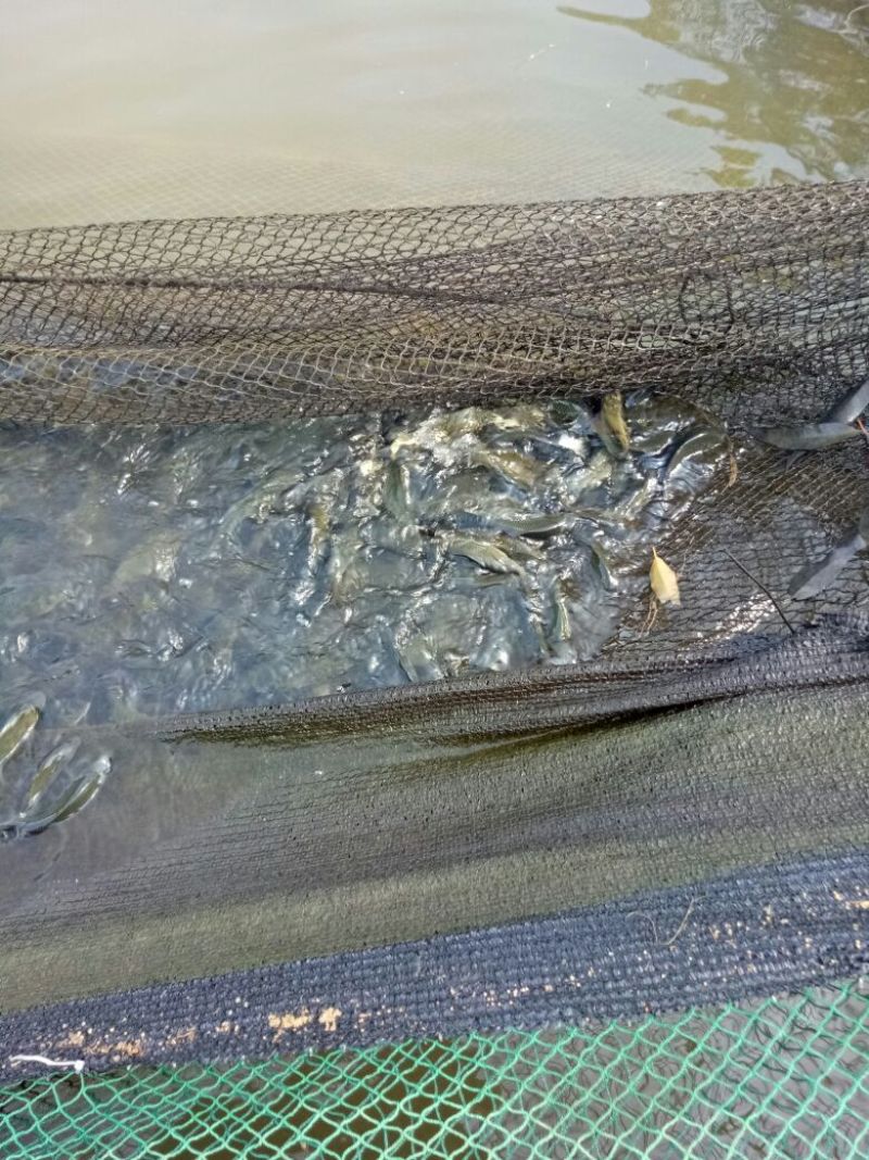 荷元鲤2两食用