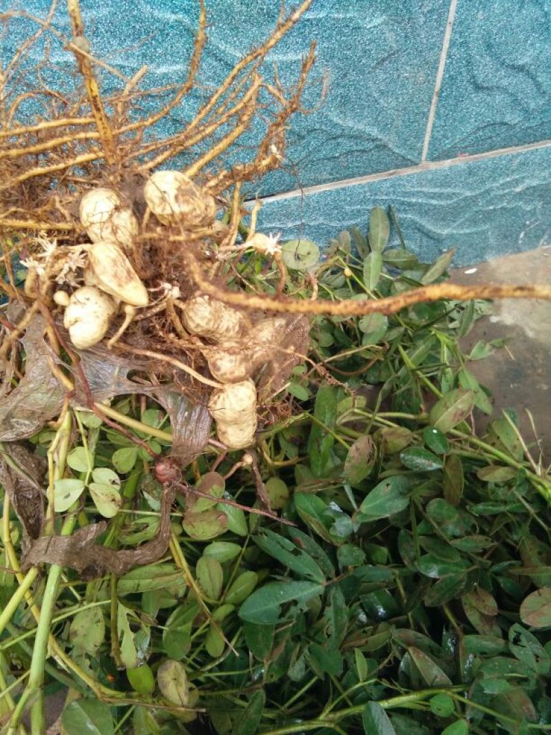 白沙系列鲜货带壳