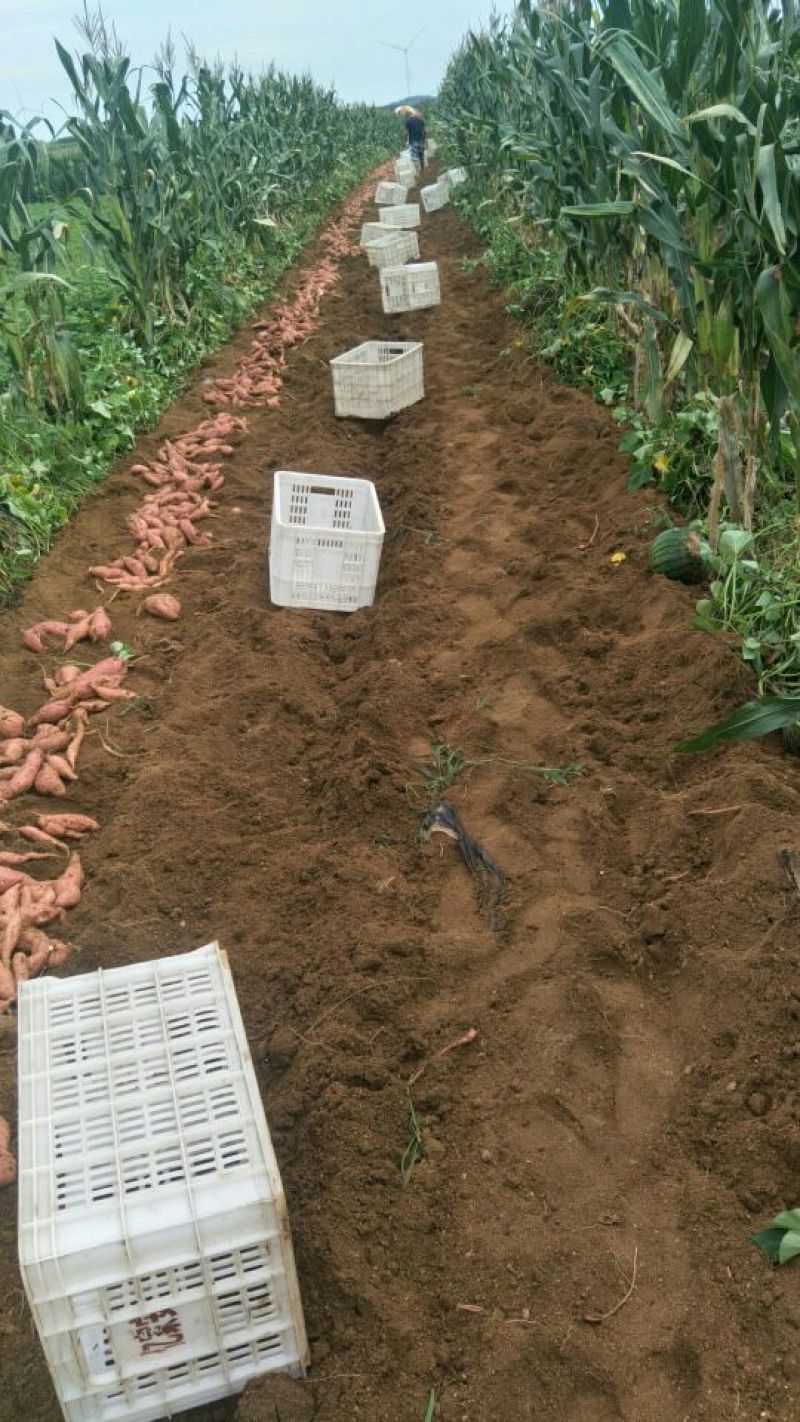 山东烟薯25地瓜，基地一手，整车批发，电商分级，量大从优