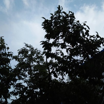罗田板栗菜栗种中栗