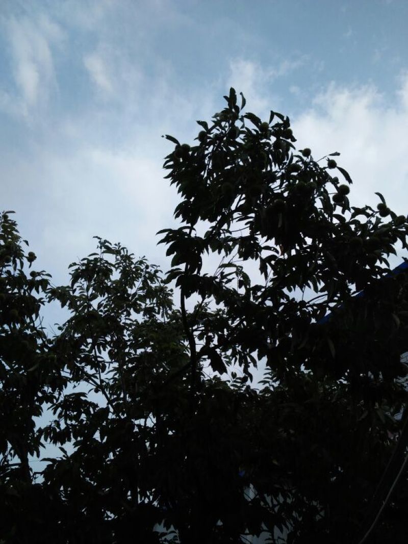 罗田板栗菜栗种中栗