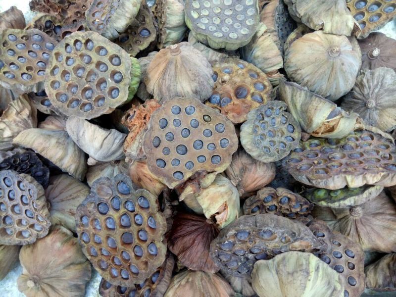 铁莲子一级干莲子