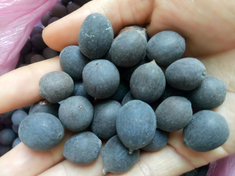 铁莲子一级干莲子