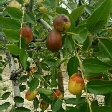 板枣特级鲜枣