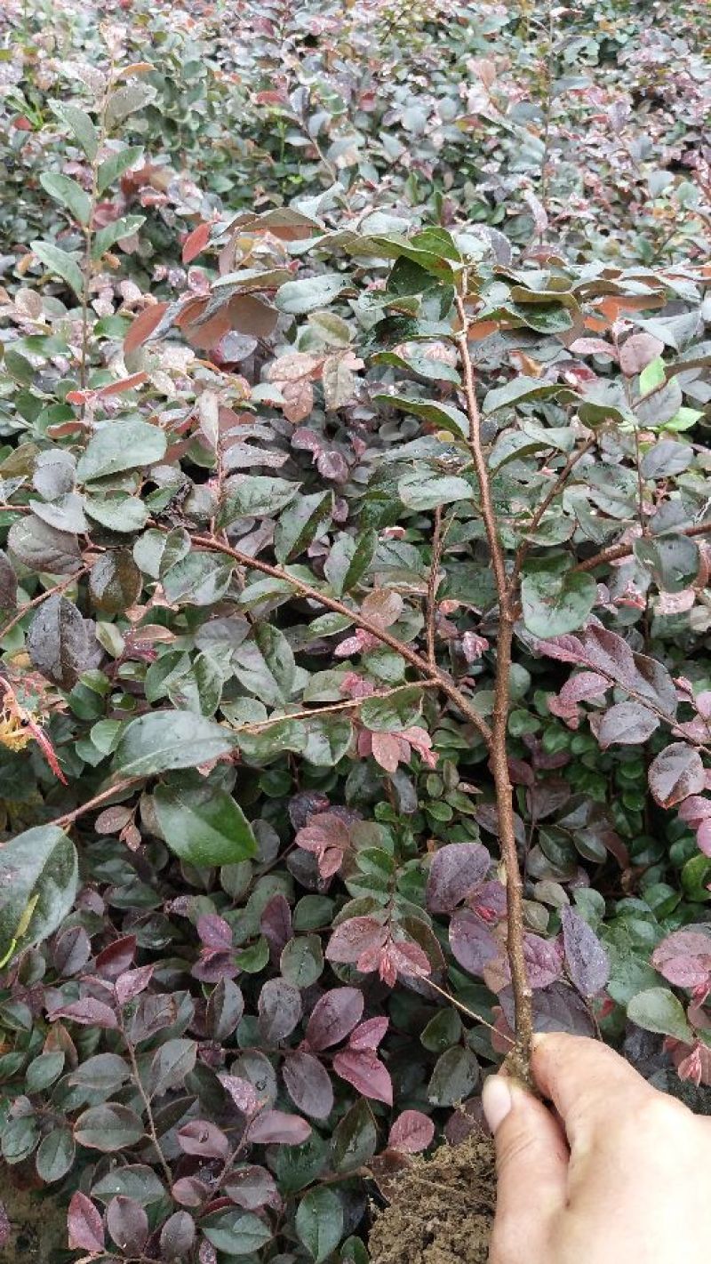 河南红花继木，红花继木，继木，双面红，继木苗