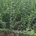 【迎春苗】河南迎春花，迎春，迎春花，工程苗
