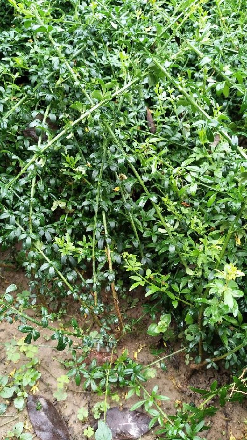 【迎春苗】河南迎春花，迎春，迎春花，工程苗