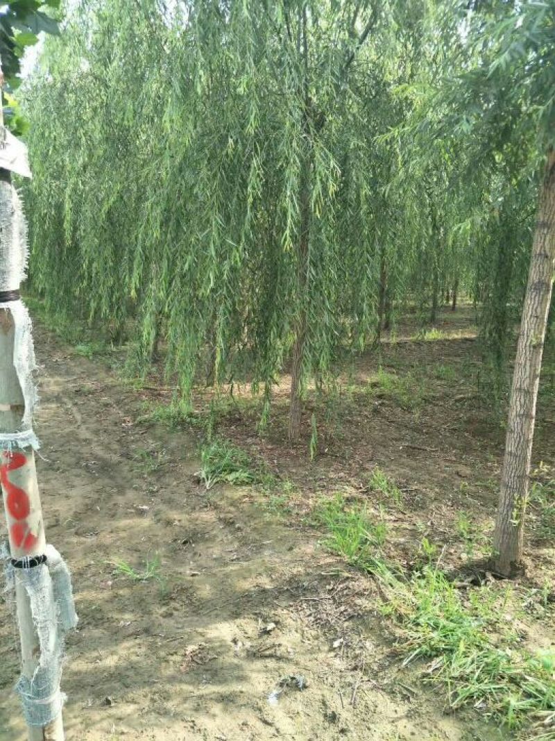 垂柳10~12cm10~12cm3~3.5米