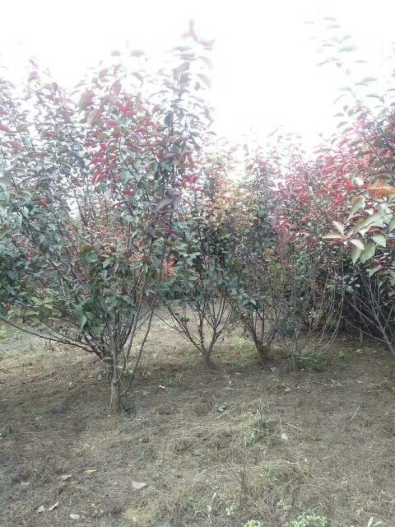 垂柳10~12cm10~12cm3~3.5米