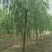 垂柳10~12cm10~12cm3~3.5米