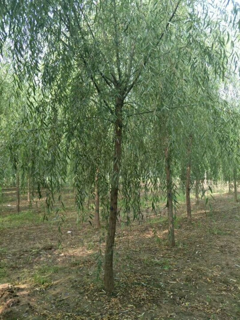 垂柳10~12cm10~12cm3~3.5米