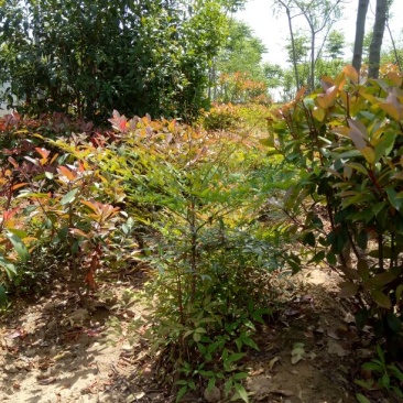 红叶南天竹80~100cm