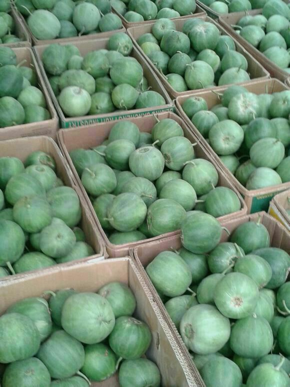 绿宝甜瓜 0.5斤以上批发_张亚喃供应_一亩田农